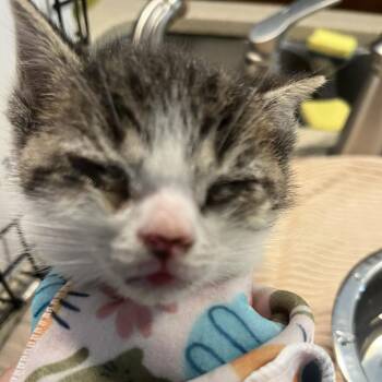 0726-189 Blake -  Domestic Short Hair Cat for Adoption in Abingdon, Maryland - 0726-189 Blake | PetCurious