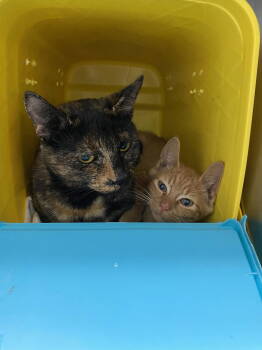 Rescue Domestic Short Hair Cats for Adoption in Rustburg, Virginia - Sadie - At Shelter | PetCurious