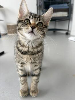 Gaia -  Tabby Cat Available for Adoption in Ottawa, Ontario - Gaia | PetCurious