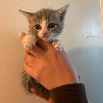 Lindy -  Domestic Short Hair Cat for Adoption in Corbin, Kentucky - Lindy | PetCurious