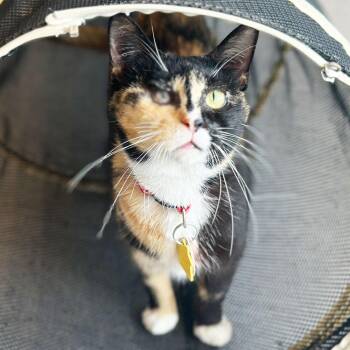 Domestic Short Hair Cats Available for Adoption in Port Washington, New York - Fedora | PetCurious
