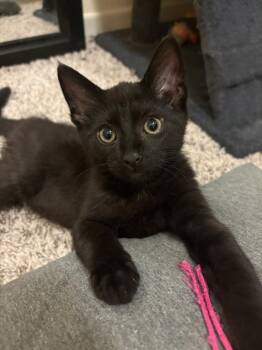 Freddy Mercury -  Domestic Short Hair Cat for Adoption in Vancouver, Washington - Freddy Mercury | PetCurious