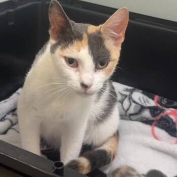 Fortnite -  Domestic Short Hair Cat for Adoption - Fortnite | PetCurious