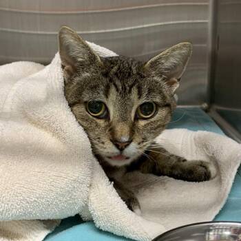 Penelope -  Domestic Short Hair Cat for Adoption in Morganton, North Carolina - Penelope | PetCurious