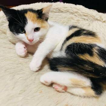 Ember ARC2026-424 -  Domestic Short Hair Cat for Adoption in Akron, New York - Ember ARC2026-424 | PetCurious