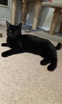 Domestic Short Hair Cats Available for Adoption in Burnaby, British Columbia - Nikki | PetCurious