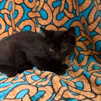 Ear Muff A2291749 -  Domestic Short Hair Cat for Adoption in Newberg, Oregon - Ear Muff A2291749 | PetCurious