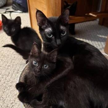 Mama Air Fryer SAPA -  Domestic Short Hair Cat for Adoption in Denver, Colorado - Mama Air Fryer SAPA | PetCurious
