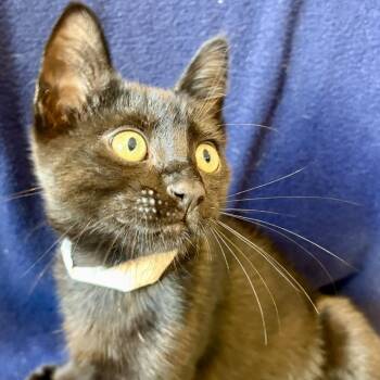 Burglary -  Domestic Short Hair Cat for Adoption in Los Angeles, California - Burglary | PetCurious