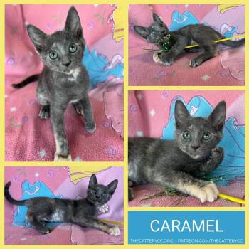 Caramel -  Domestic Short Hair Cat for Adoption in Corpus Christi, Texas - Caramel | PetCurious