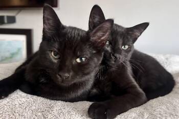 Peeka & Boo -  Domestic Short Hair Cat for Adoption in Walla Walla, Washington - Peeka & Boo | PetCurious