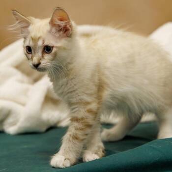 Sugar Puff -  Domestic Short Hair and Siamese Cat for Adoption in St. Cloud, Florida - Sugar Puff | PetCurious