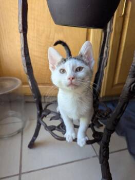 Angel Kitten -  Domestic Medium Hair Cat for Adoption in Ogden, Utah - Angel Kitten | PetCurious