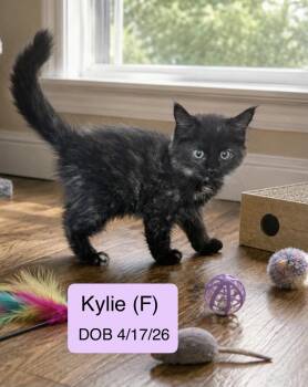 Kylie -  Domestic Medium Hair and Tortoiseshell Cat for Adoption in Vacaville, California - Kylie | PetCurious