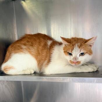 Sammie -  Domestic Short Hair Cat for Adoption in Columbus, Georgia - Sammie | PetCurious