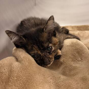 Marilyn Meow-nroe -  Domestic Short Hair Cat for Adoption in Indianapolis, Indiana - Marilyn Meow-nroe | PetCurious
