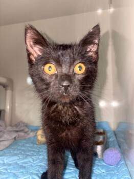 Olive -  Domestic Short Hair Cat for Adoption in Warren, Pennsylvania - Olive | PetCurious