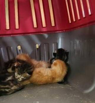 Kitten 27784 (Flounder) -  Tabby Cat for Adoption in Parlier, California - Kitten 27784 (Flounder) | PetCurious