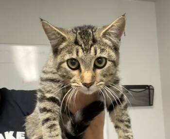 Rescue Domestic Short Hair Cats for Adoption in Bolivar, Missouri - Harriet | PetCurious