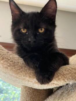 Titan -  Domestic Short Hair Cat for Adoption in Mokena, Illinois - Titan | PetCurious