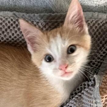 Zenadia Dove 12 -  Domestic Short Hair Cat for Adoption in Austin, Texas - Zenadia Dove 12 | PetCurious