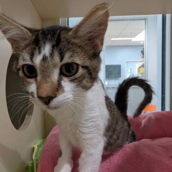 Queen Julian -  Domestic Medium Hair Cat for Adoption in Sarasota, Florida - Queen Julian | PetCurious