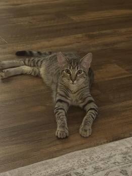 Thistle -  Domestic Short Hair Cat for Adoption in Herculaneum, Missouri - Thistle | PetCurious