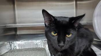 PORTER -  Domestic Short Hair Cat for Adoption in Aurora, Illinois - PORTER | PetCurious