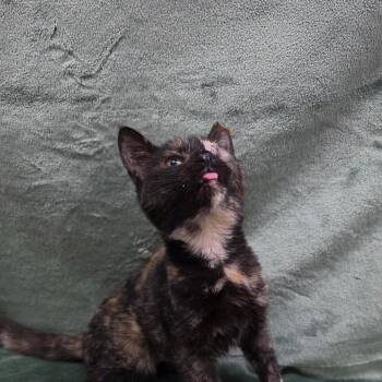 Winky -  Tortoiseshell Cat for Adoption in Frankfort, Michigan - Winky | PetCurious