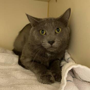 Arsenio -  Domestic Short Hair Cat for Adoption in Dayton, Ohio - Arsenio | PetCurious