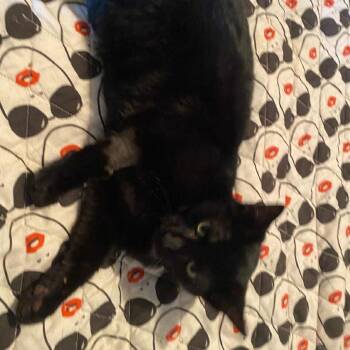 Domestic Short Hair Cats Available for Adoption in Bentonville, Arkansas - Inky | PetCurious