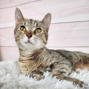 Rescue Domestic Short Hair and Tabby Cats for Adoption in Greensburg, Pennsylvania - Laurel | PetCurious