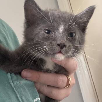 Raccoon -  Domestic Short Hair Cat for Adoption in La Grange, Kentucky - Raccoon | PetCurious
