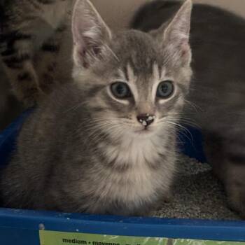Gala 2026 -  Domestic Short Hair Cat for Adoption - Gala 2026 | PetCurious