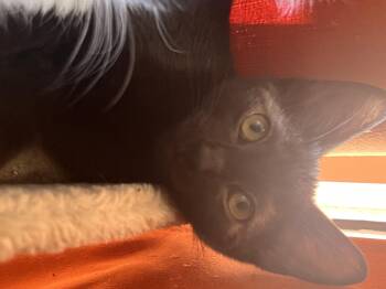 Rescue Domestic Short Hair Cats for Adoption in Pekin, Illinois - Reggie | PetCurious