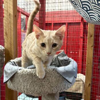 Rescue Domestic Short Hair Cats for Adoption in Centerville, Georgia - Toby | PetCurious