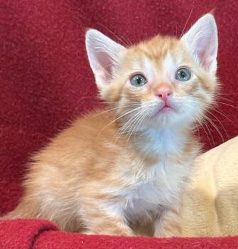 Rescue Domestic Short Hair Cats for Adoption in The Woodlands, Texas - Pumpkin | PetCurious