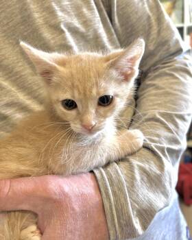 Domestic Short Hair Cats Available for Adoption in San Francisco, California - Blondie | PetCurious