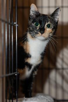 Rescue Tortoiseshell Cats for Adoption in East Rochester, New York - Hope | PetCurious