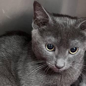 Sam -  Domestic Short Hair Cat for Adoption in Baltimore, Maryland - Sam | PetCurious