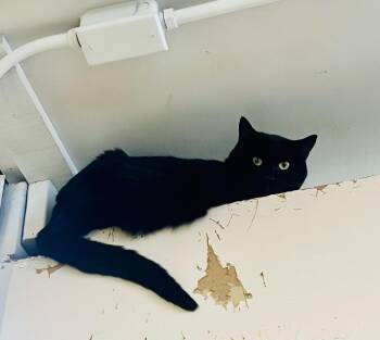 Domestic Short Hair Cats Available for Adoption - Meep | PetCurious