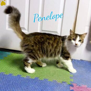 Penelope #fabulously-fluffy -  Maine Coon and Domestic Medium Hair Cat for Adoption in Houston, Texas - Penelope #fabulously-fluffy | PetCurious