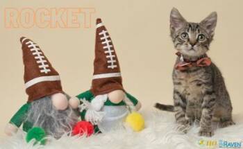 Rocket -  Domestic Short Hair Cat for Adoption in Fairhope, Alabama - Rocket | PetCurious