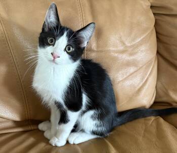 Suit (A140308) -  Tuxedo Cat for Adoption in Burbank, California - Suit (A140308) | PetCurious