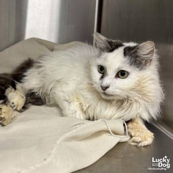 Domestic Long Hair Cats Available for Adoption in Washington, District Of Columbia - Speckles | PetCurious