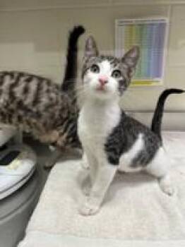 Pauly D ( Bonded to Vinny) -  Domestic Short Hair Cat for Adoption in Manitowoc, Wisconsin - Pauly D ( Bonded To Vinny) | PetCurious