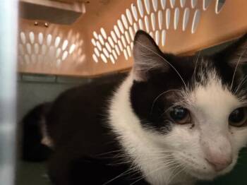 SQUEEKY -  Domestic Short Hair Cat for Adoption in Charlotte, North Carolina - SQUEEKY | PetCurious