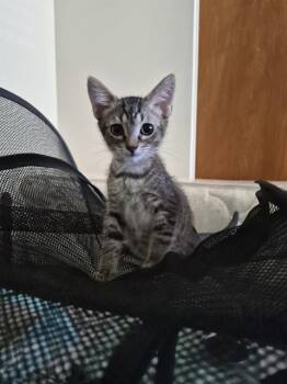 TOBIE -  Domestic Medium Hair Cat for Adoption in Tustin, California - TOBIE | PetCurious