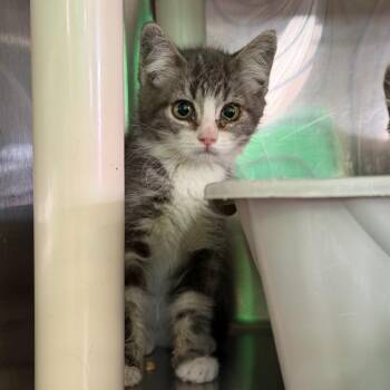 Spite -  Domestic Short Hair Cat for Adoption in Spanish Fork, Utah - Spite | PetCurious