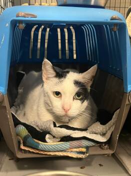 Rescue Domestic Short Hair Cats for Adoption in Houston, Texas - Chew Chew | PetCurious